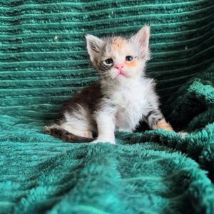 Rosie, Female