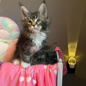 Adora, Female