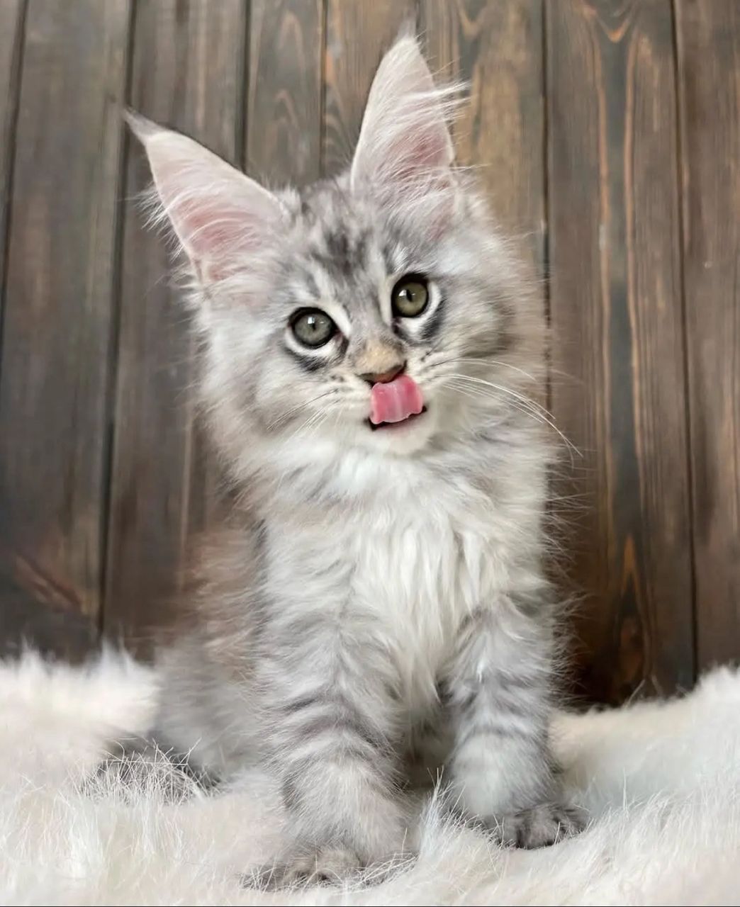 Tofu